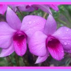 View "Violet orchid <3 "