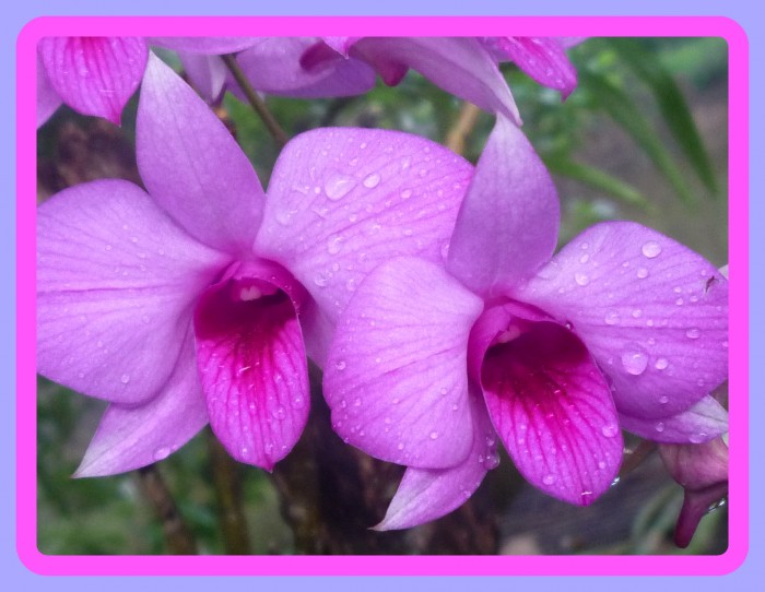 Violet orchid <3 